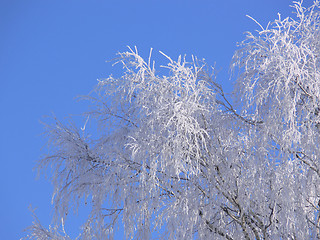 Image showing White frost