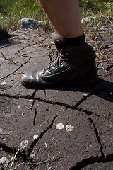 Image showing Walking in a swamp