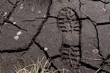 Image showing Footprint in a swamp