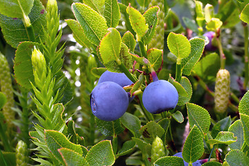 Image showing Two blueberries