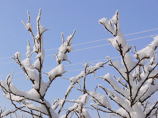 Image showing Branches covered with snow