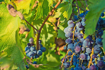 Image showing Grapes and vineyard