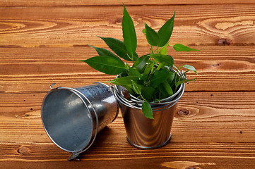 Image showing Tin Buskets with Plants