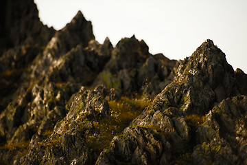 Image showing Rock and flowers