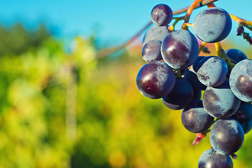 Image showing Grapes and vineyard