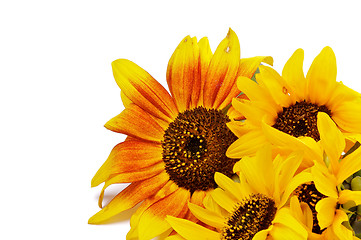 Image showing Beautiful Sunflowers