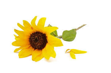 Image showing Sunflower and Petals
