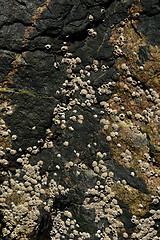 Image showing rock covered with moss and barnacles