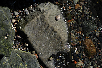 Image showing fossil of leave in large rock