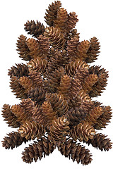 Image showing Pinecone Tree