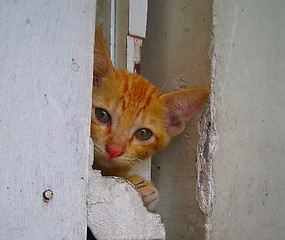 Image showing Kitten hiding