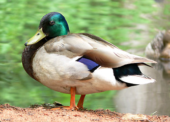 Image showing High Resolution Mallard Duck