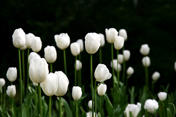 Image showing white tulips