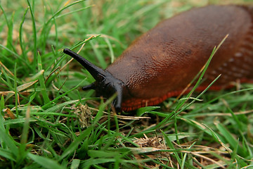 Image showing slug