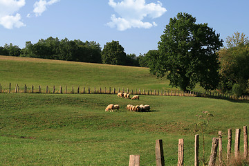 Image showing sheep in a meadow