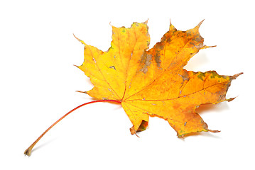 Image showing Dry autumn maple leaf