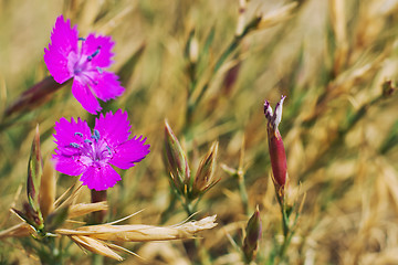 Image showing Wild spring violets flowers.