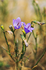 Image showing Wild spring violets flowers.