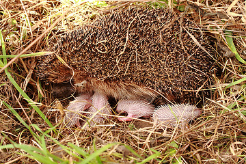 Image showing hedegehog mother and her newborns