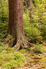 Image showing detail of tree