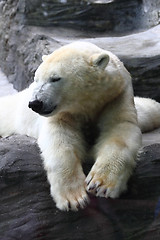 Image showing polar bear