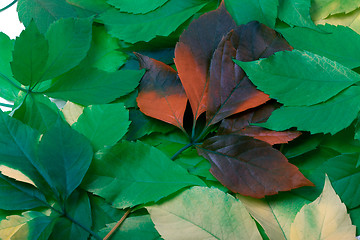 Image showing Background of multicolor leaves