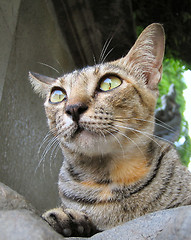 Image showing Cat