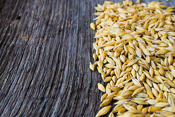 Image showing Barley field