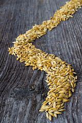 Image showing Barley field