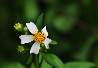 Image showing A White Flower