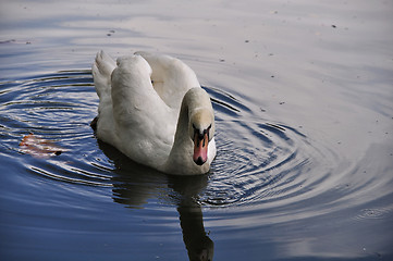 Image showing A White Swan