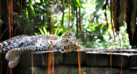 Image showing A Resting Leopard