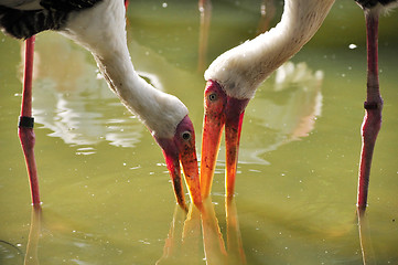 Image showing Two Milky Storks