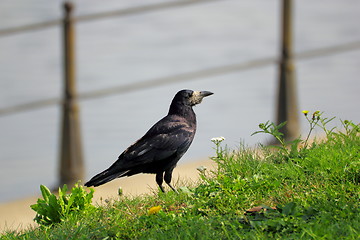 Image showing corvus frugilegus in the grass