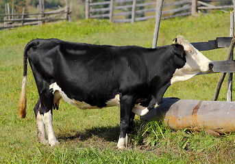 Image showing cow at a spring