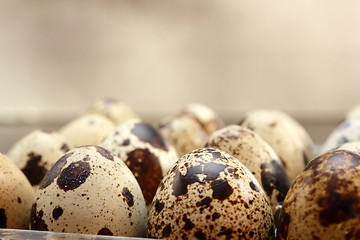 Image showing quail eggs