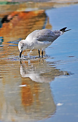 Image showing Seagull drinking water on the street