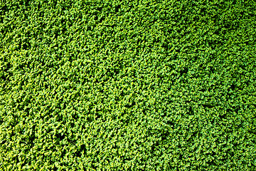 Image showing green plants background