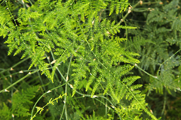 Image showing green plants background 