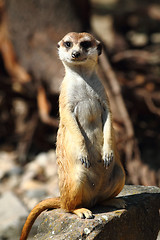 Image showing suricata