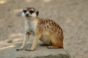 Image showing suricata