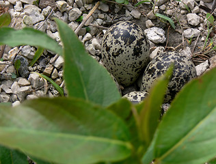 Image showing Killdeer eggs.