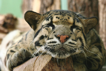 Image showing small tiger 