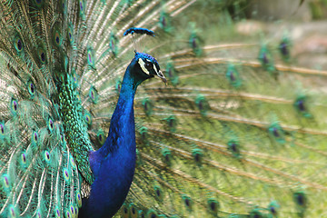 Image showing peacock 