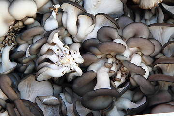 Image showing oyster moshrooms background