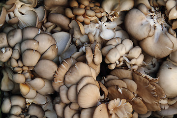Image showing oyster moshrooms background
