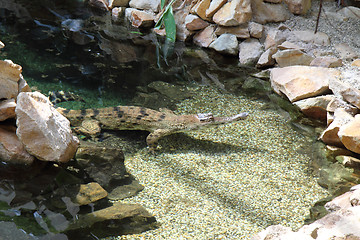 Image showing crocodile in the farm