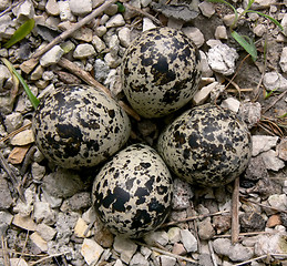 Image showing Killdeer eggs in spring.