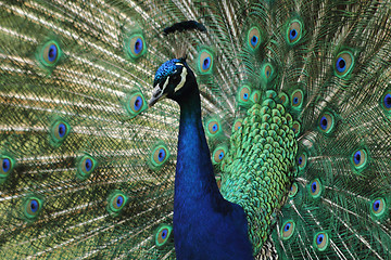 Image showing peacock 