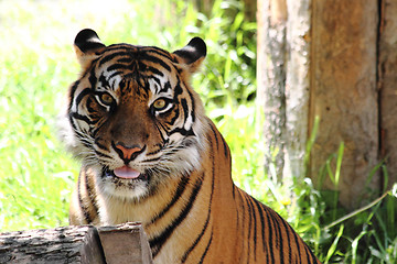 Image showing tiger 